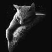 Mooncat